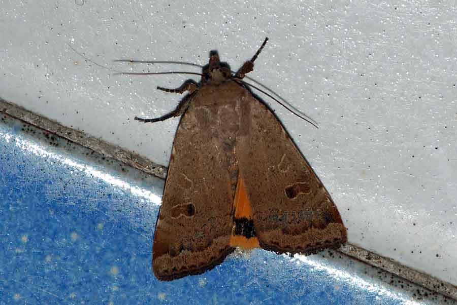Da identificare (in pineta 2)